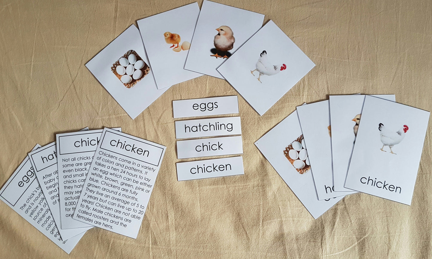 Life Cycle of Chicken - 4 part cards - RightToLearn.com.sg