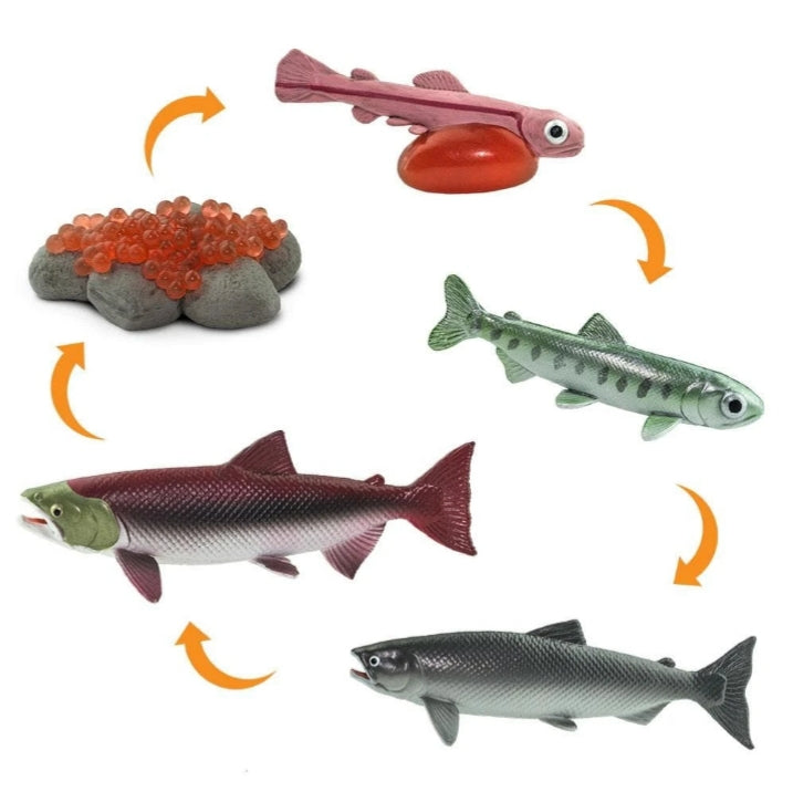 Life Cycle of a Salmon FISH - Miniature model