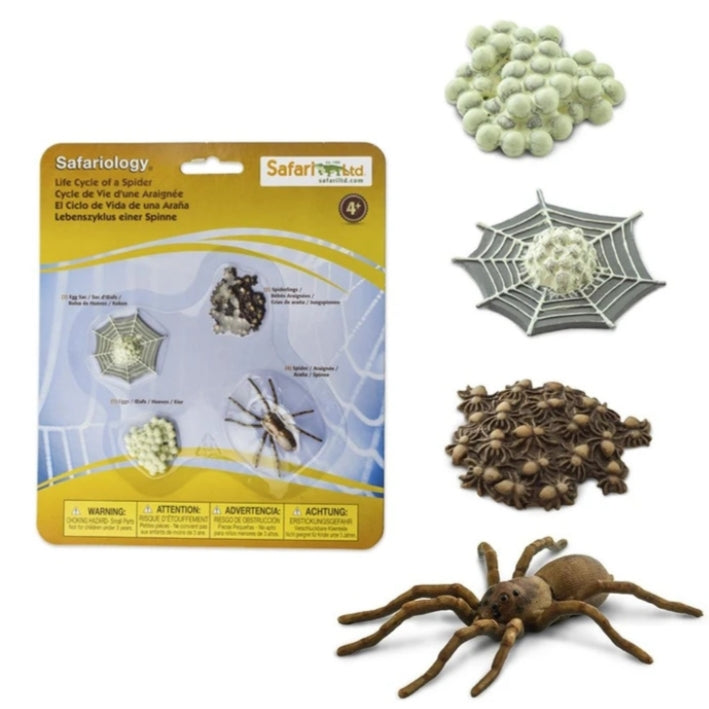Life Cycle of a Spider - Miniature model
