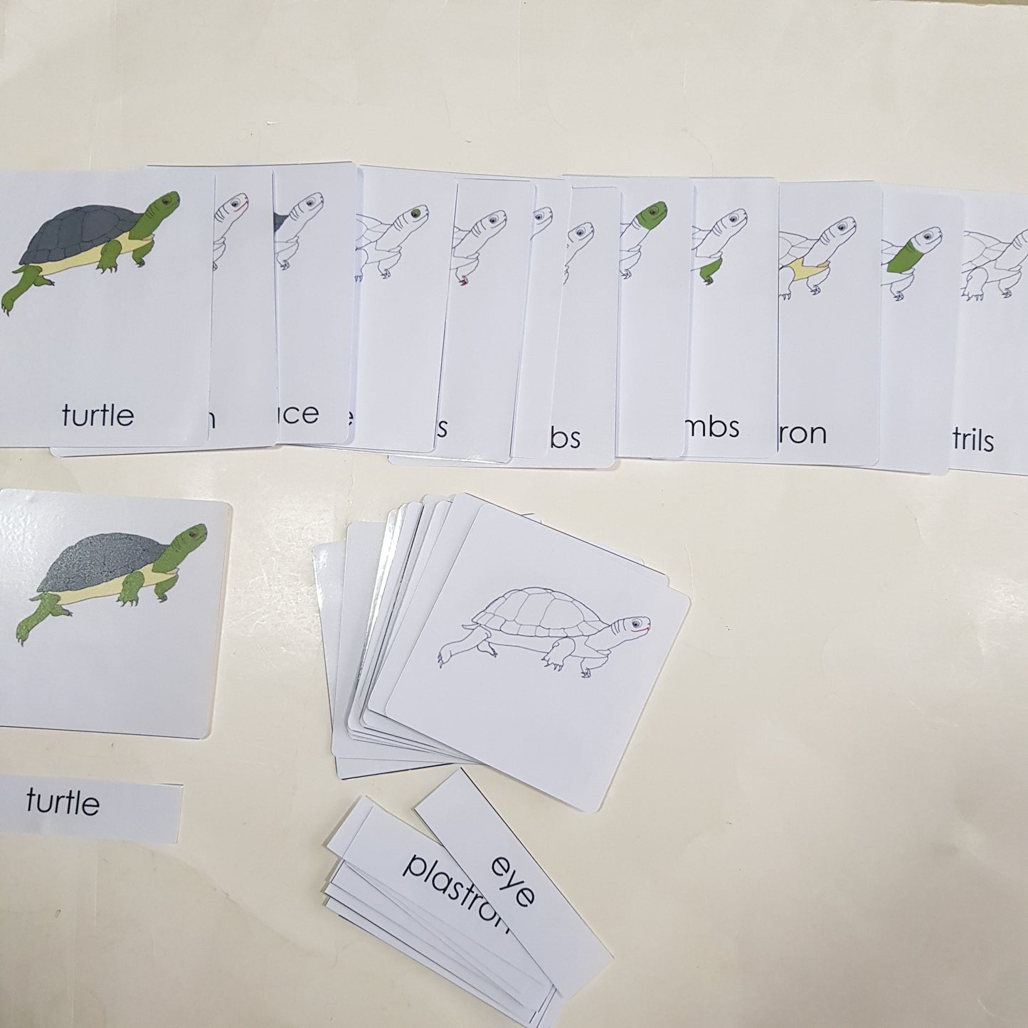 All about TURTLE Package - Life Cycle Models / Life cycle cards/ / Knobbed puzzle / 3 part Nomenclature cards