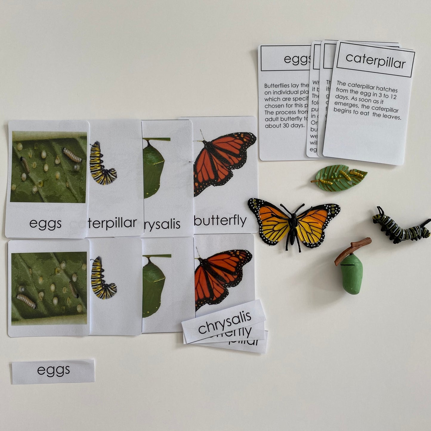 All about Butterfly Package - Life cycle Models /Nomenclature Cards/ 4 Part cards/Knobbed puzzle