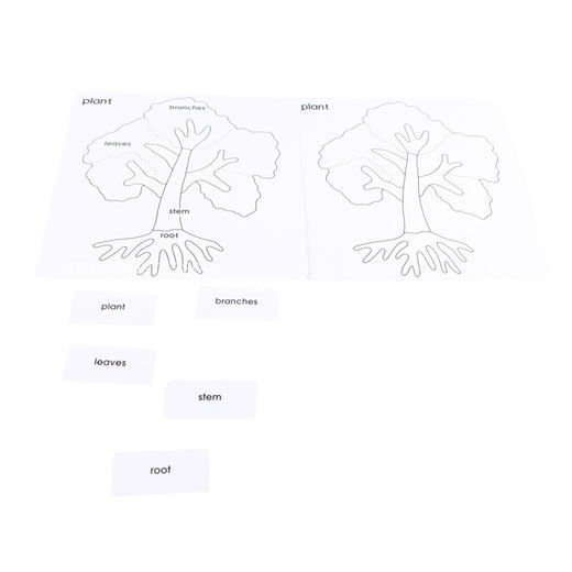 Botany - Plant Puzzle Cards - Extension Activity - RightToLearn.com.sg
- 5