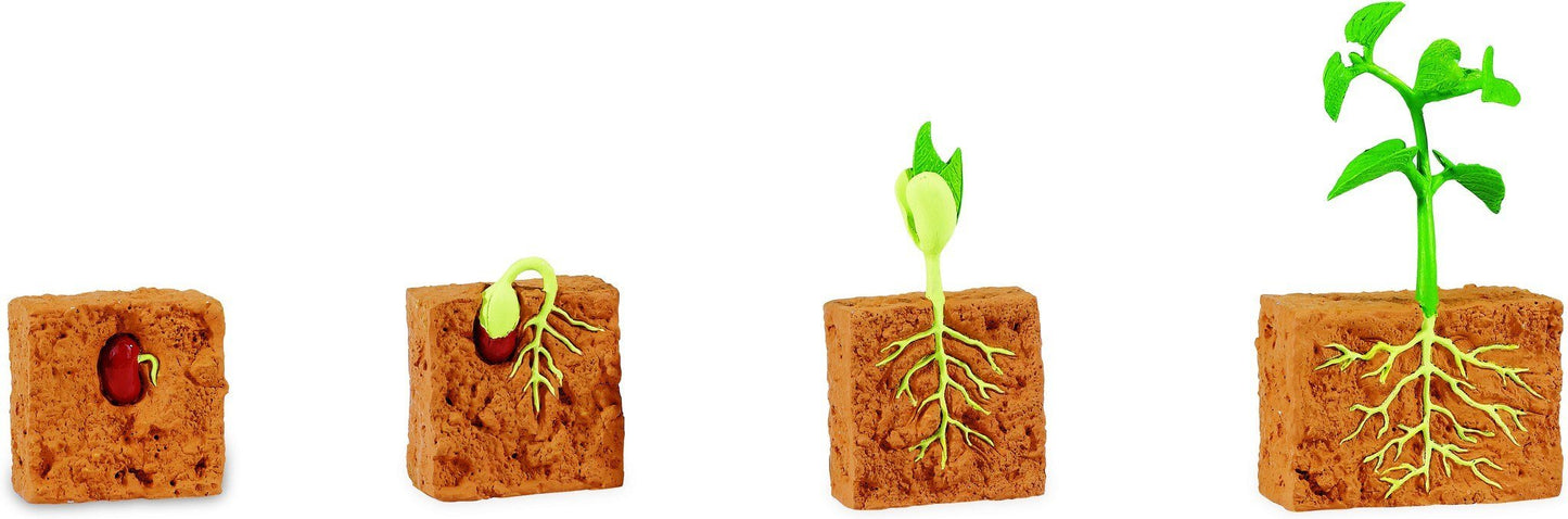 Life Cycle of Green Bean Plant Miniature Models with 4 part cards