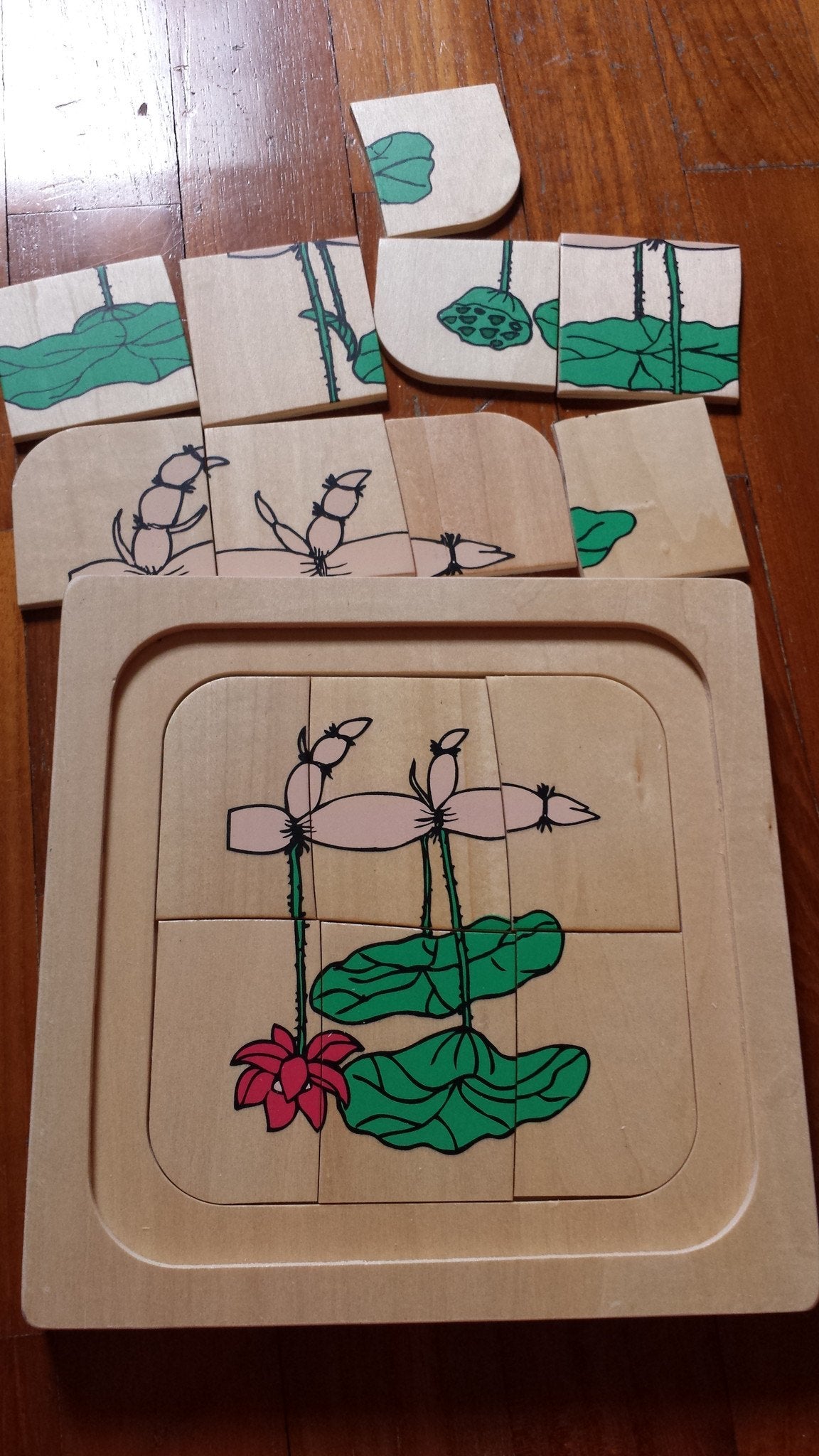 Life Cycle of a Lotus Plant - Layer Wooden Puzzle - RightToLearn.com.sg
- 6