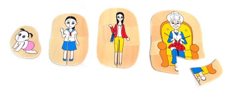 Life Cycle of a WOMAN - growing process - layer wooden puzzle - RightToLearn.com.sg
- 2