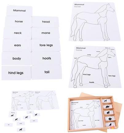 Zoology - Animal Kingdom - Puzzle Cards - Extension Activity - RightToLearn.com.sg
- 4