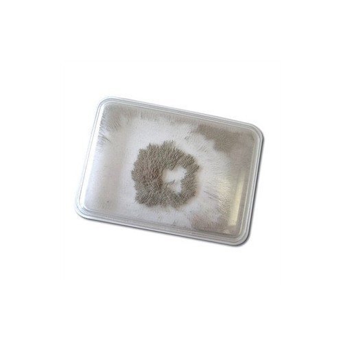 Iron Filings Case - RightToLearn.com.sg