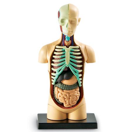 Learning Resources - Human BODY Anatomy Model - RightToLearn.com.sg
- 2