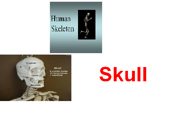 Flash Cards - Human Skeleton - PDF File - RightToLearn.com.sg