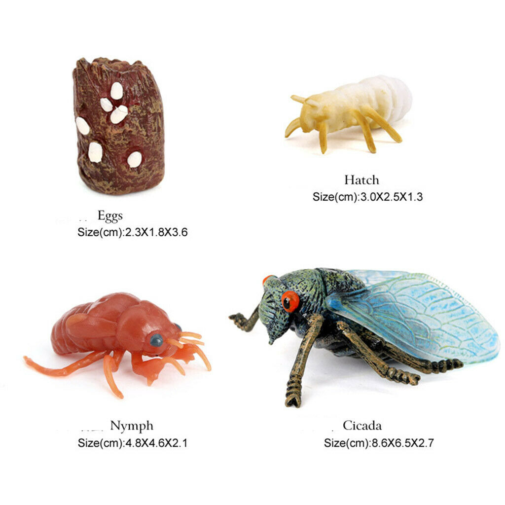 Life Cycle of a Cicada - Miniature model