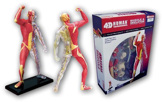 4D Vision Anatomy Puzzle - Human Muscle Skeleton - RightToLearn.com.sg
- 2