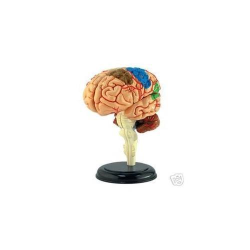 4D Vision Puzzle - Brain - RightToLearn.com.sg
- 2