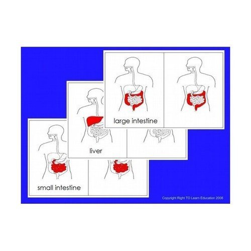 4 Part Cards - parts of the Digestive System - RightToLearn.com.sg