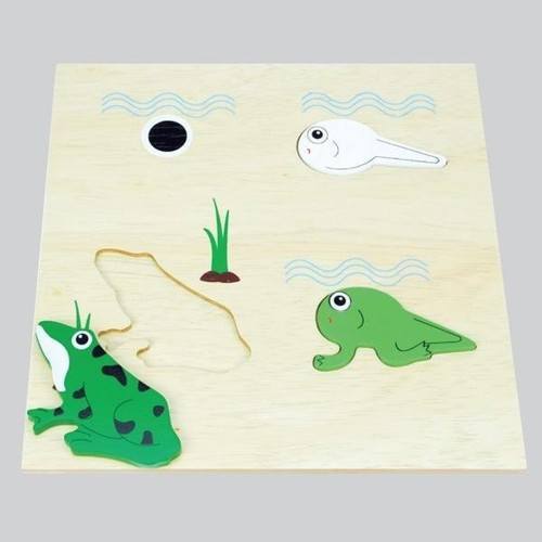Life Cycle FROG - Wooden Board - RightToLearn.com.sg
