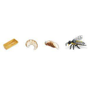 Life Cycle of a Honey Bee - Miniature model - RightToLearn.com.sg
- 2