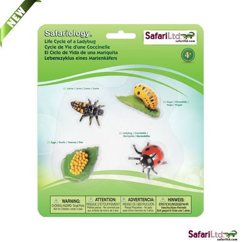 Life Cycle of a Lady Bug - Miniature model - RightToLearn.com.sg
- 2