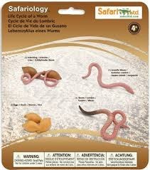 Life Cycle of a Worm - Miniature model - RightToLearn.com.sg
- 2