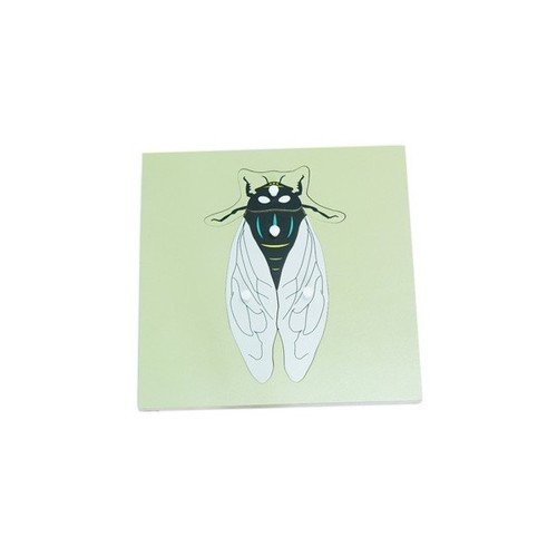 Parts of a FLY Puzzle - RightToLearn.com.sg