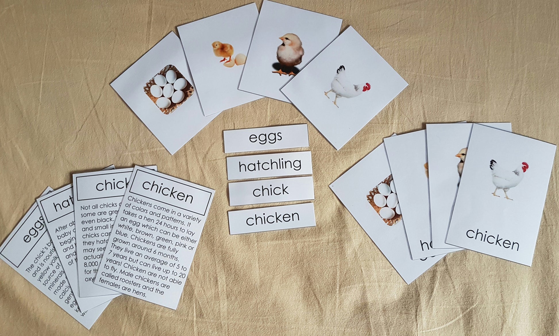 Life Cycle of Chicken - 4 part cards - RightToLearn.com.sg
