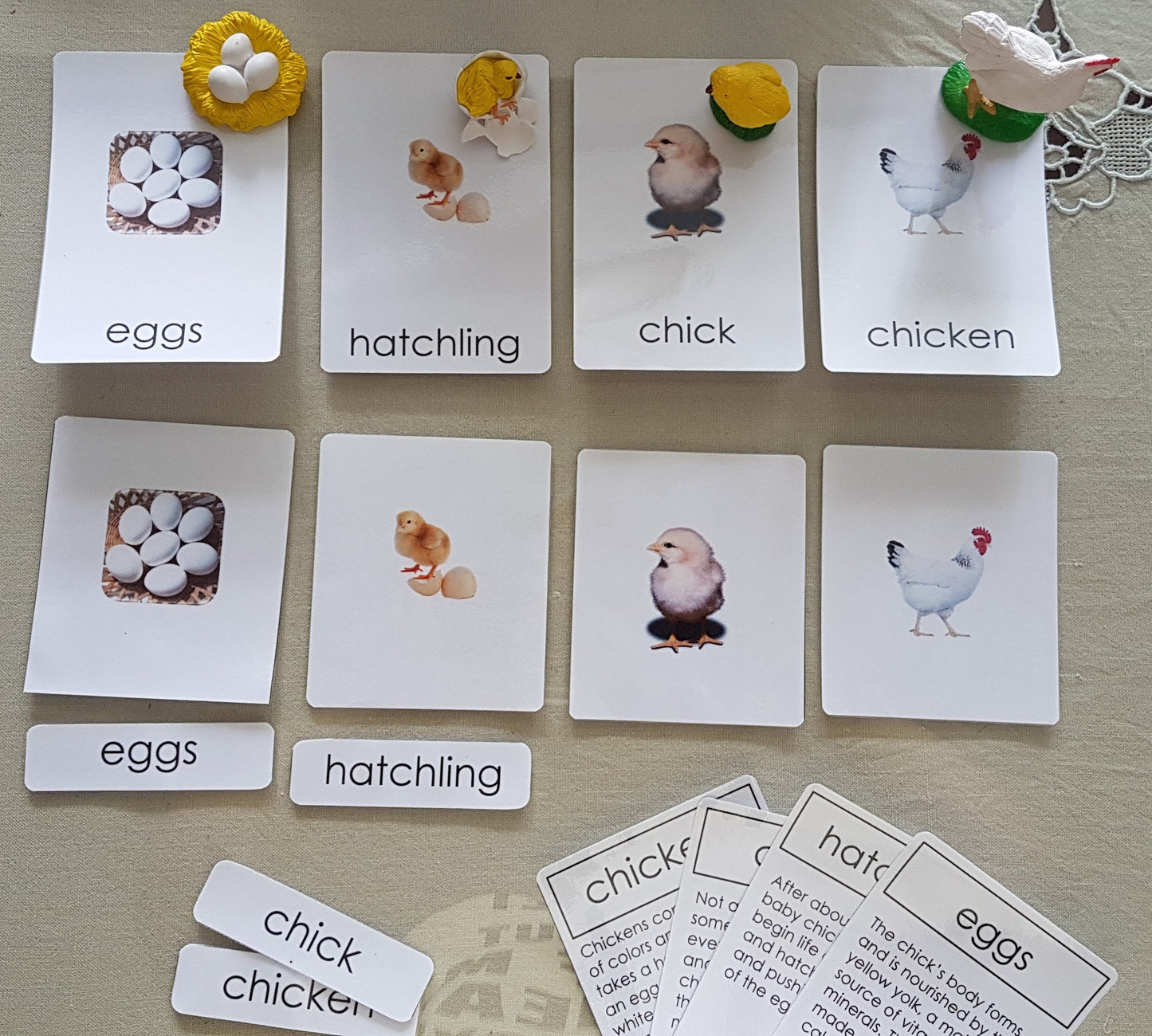 Life Cycle of Chicken Miniature Models / 4 part cards / Package