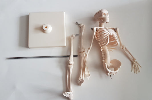 Human Anatomy - Skeleton Model