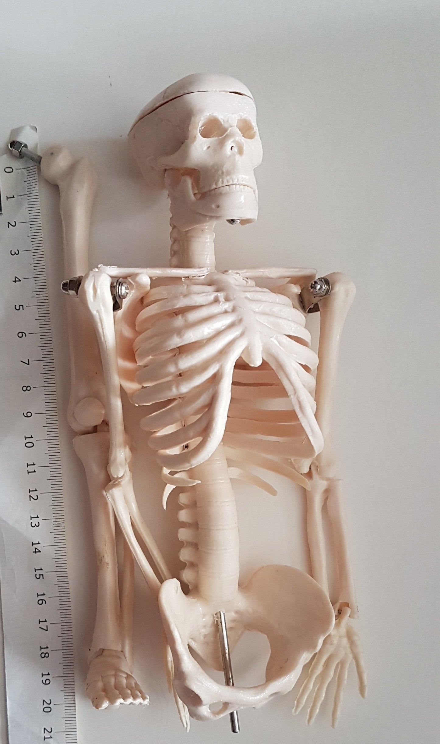 Human Anatomy - Skeleton Model