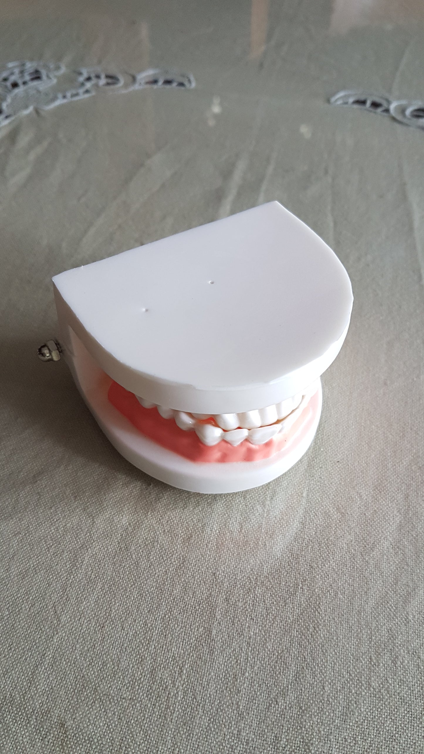 Dental Hygiene - Teeth Model