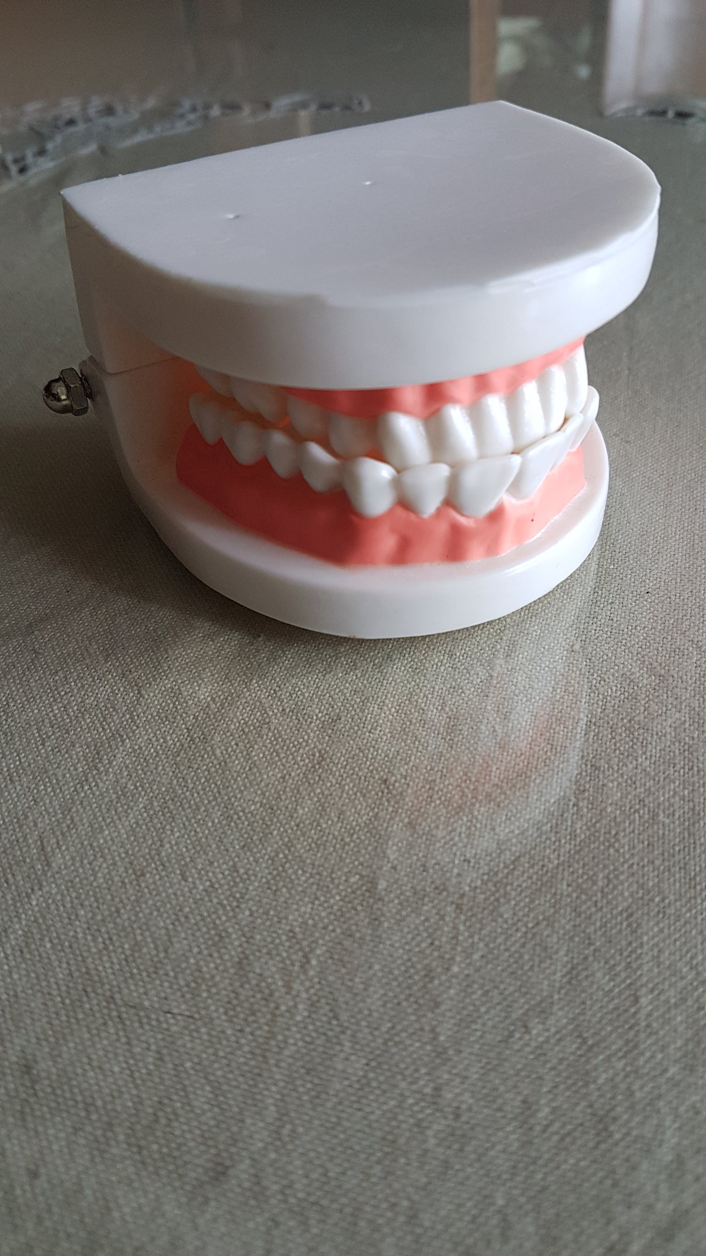 Dental Hygiene - Teeth Model