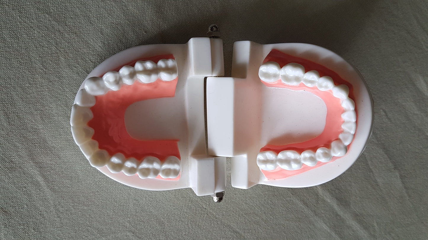 Dental Hygiene - Teeth Model