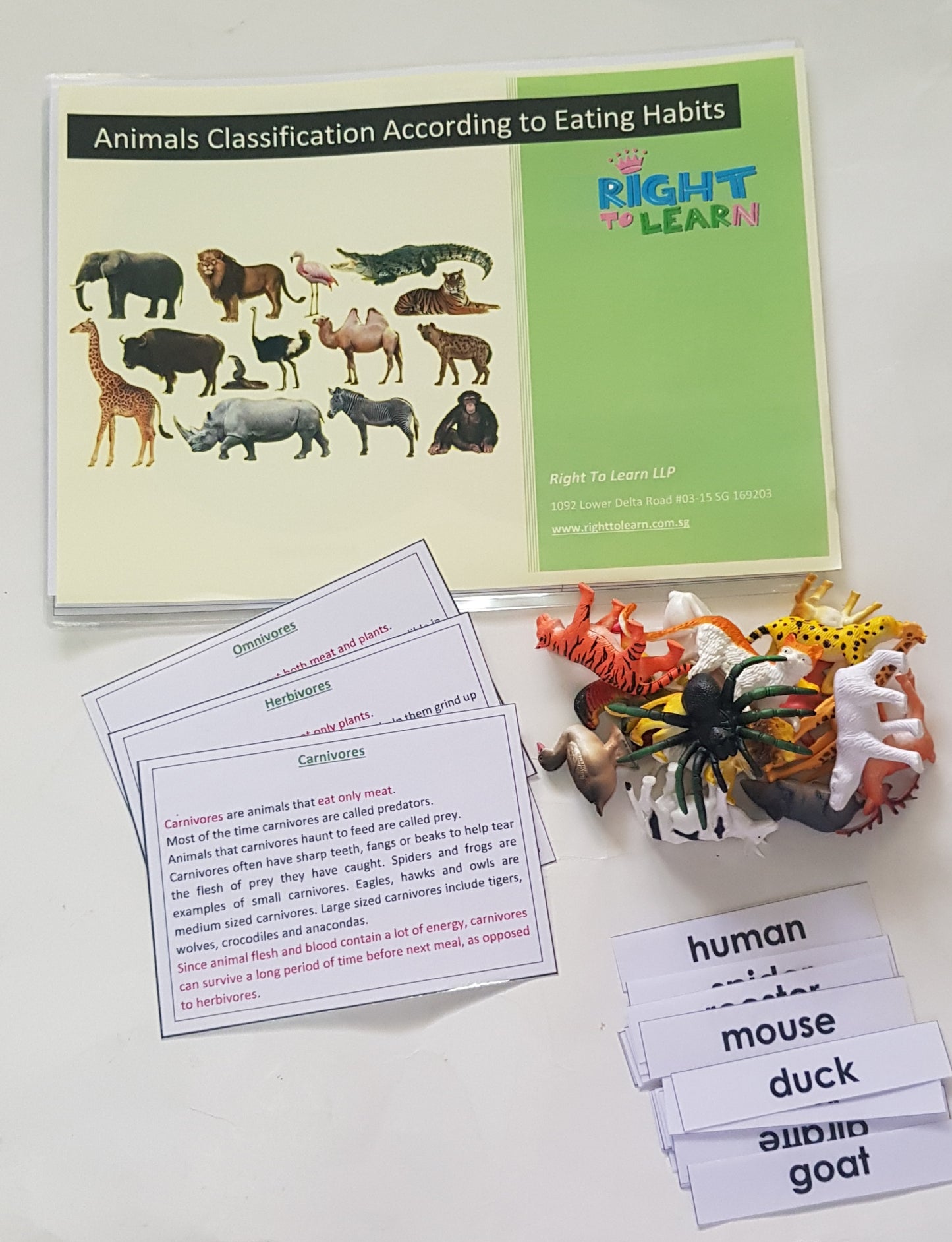 Animal Classification According To Eating Habits Activity Package