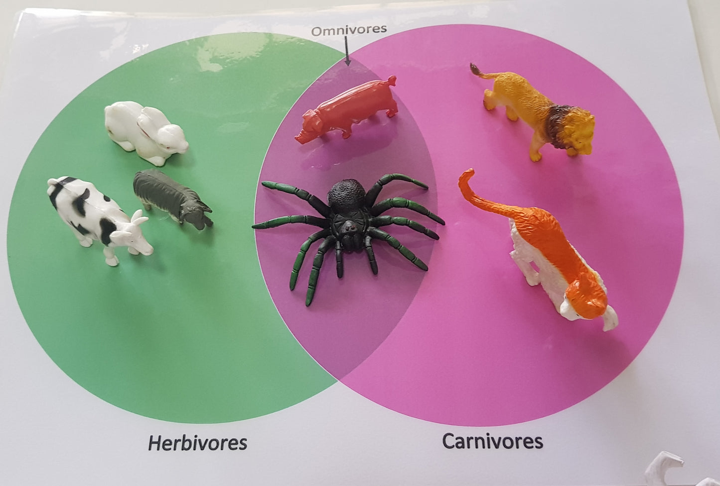 Animal Classification According To Eating Habits Activity Package