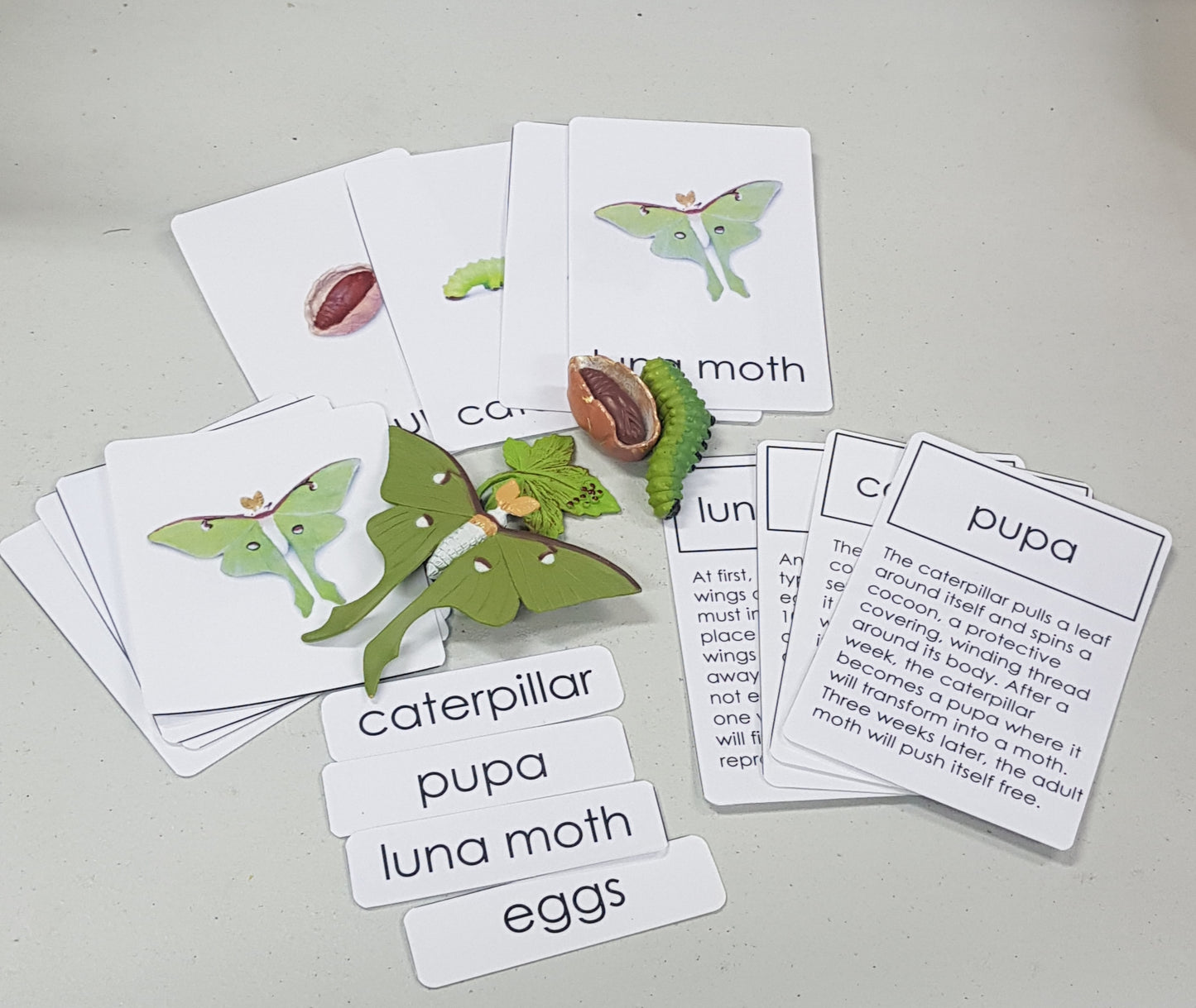 Life Cycle of Luna Moth Miniature Models with 4 part cards