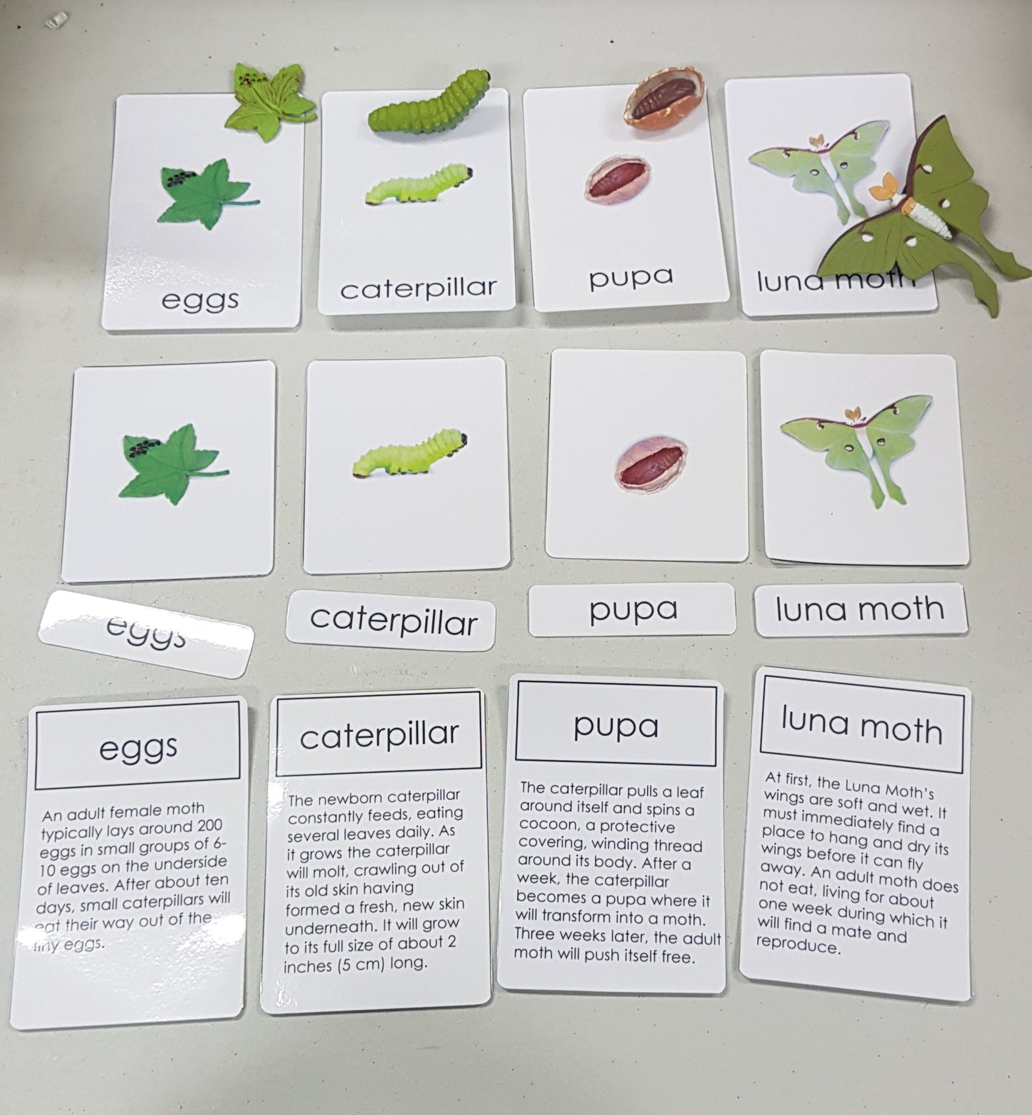 Life Cycle of Luna Moth Miniature Models with 4 part cards