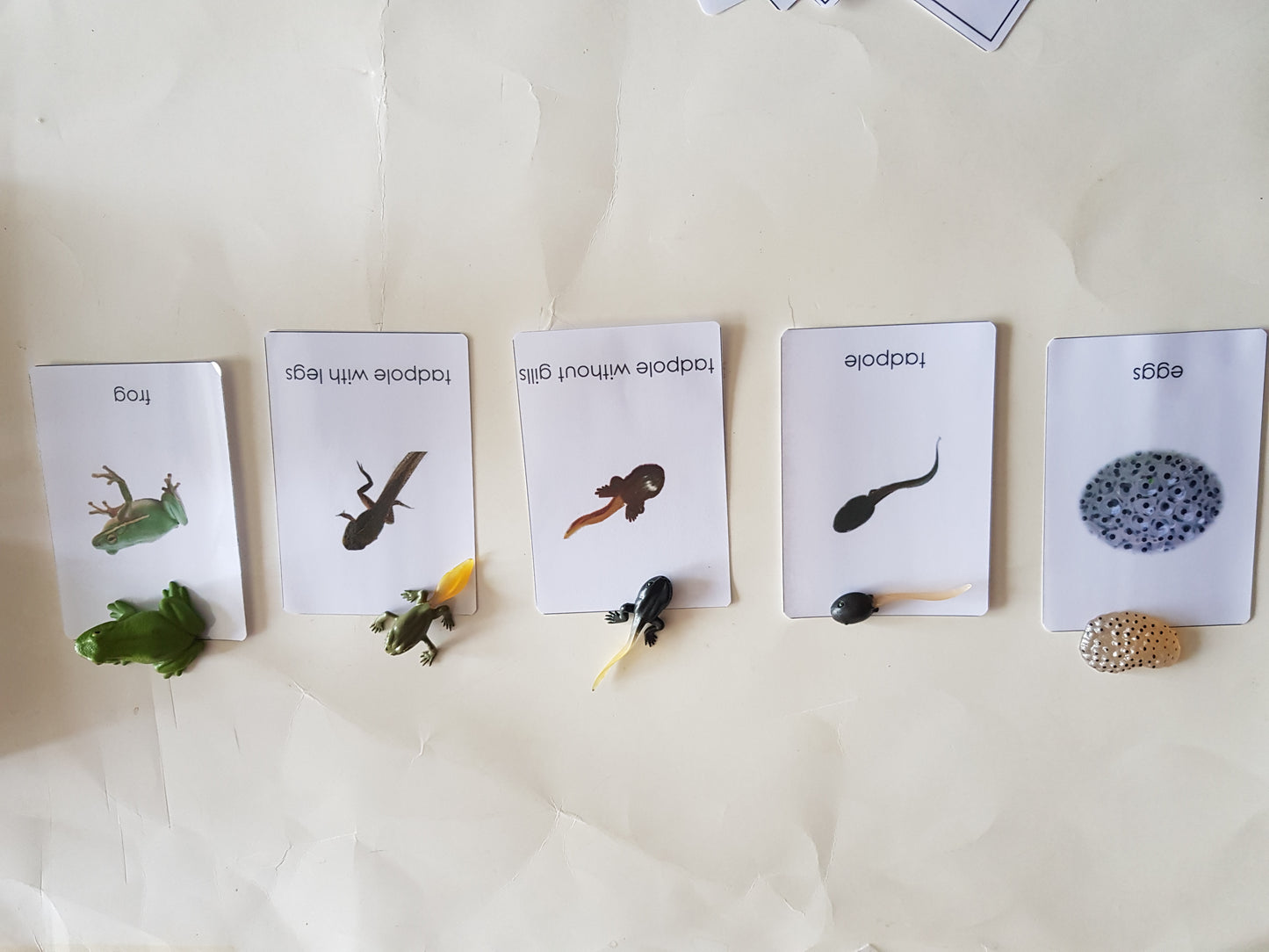 Montessori All about Frogs - Life Cycle Frog Miniature Models/ 4 part cards / Wooden Knobbed Puzzle/ Nomenclature cards