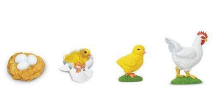 Life Cycle of Chicken Miniature Models / 4 part cards / Package