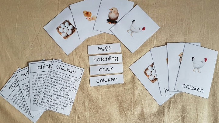 Life Cycle of Chicken Miniature Models / 4 part cards / Package