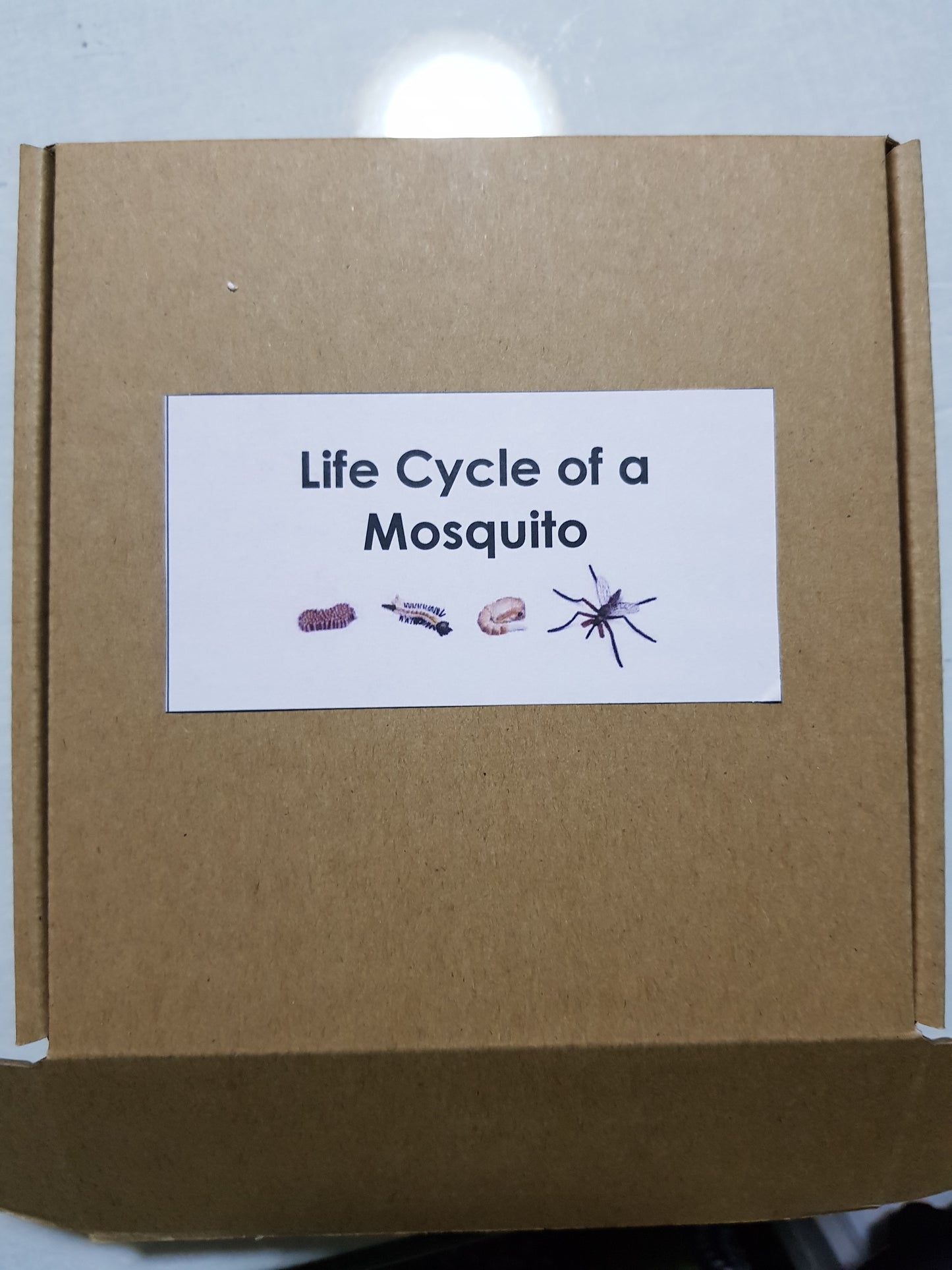 All about Mosquito Package - Life cycle Models/  4 Part cards