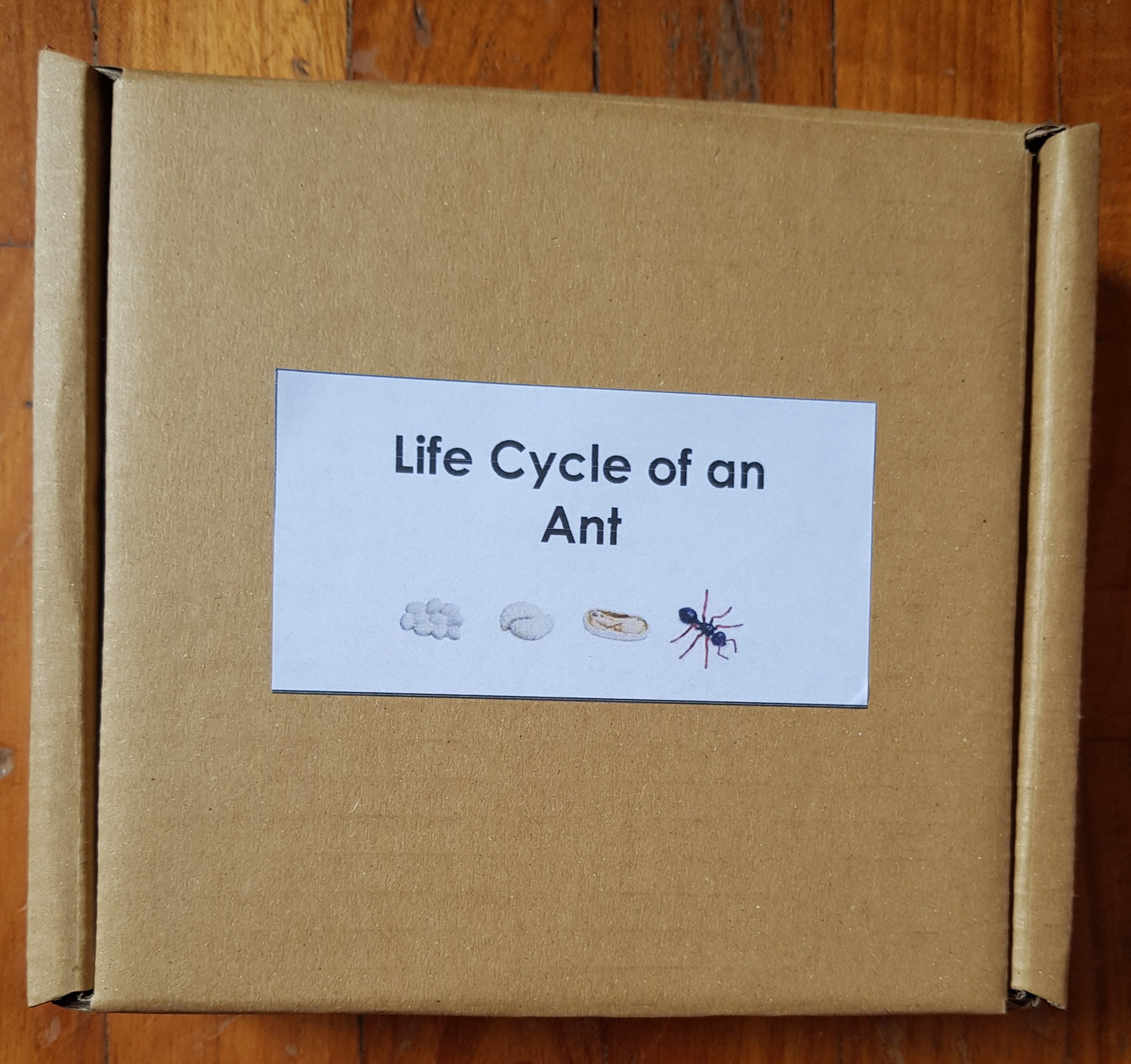 All about ANT Package - Life cycle Models /Nomenclature Cards/  4 Part cards/Knobbed puzzle