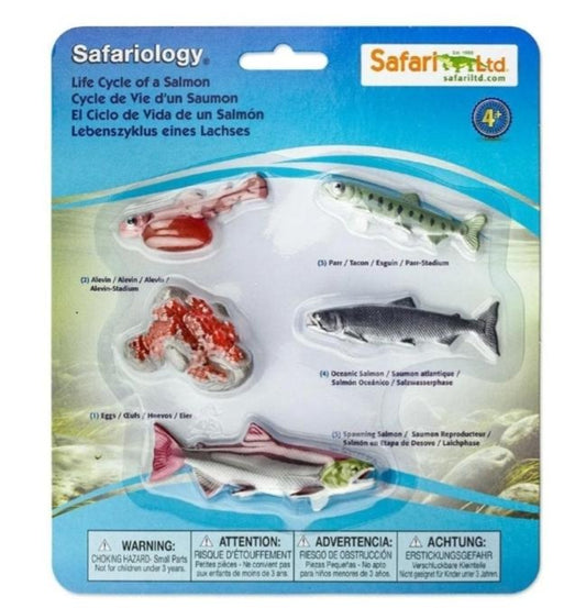 Life Cycle of a Salmon FISH - Miniature model