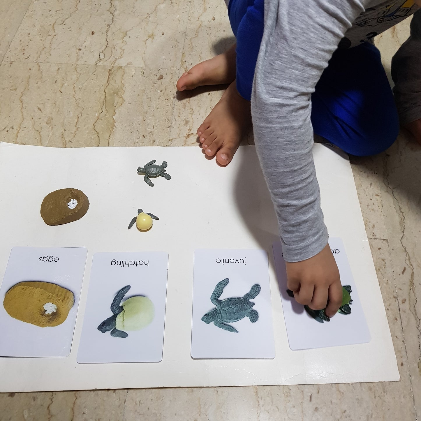 All about TURTLE Package - Life Cycle Models  / Life cycle cards/ /  Knobbed puzzle / 3 part Nomenclature cards