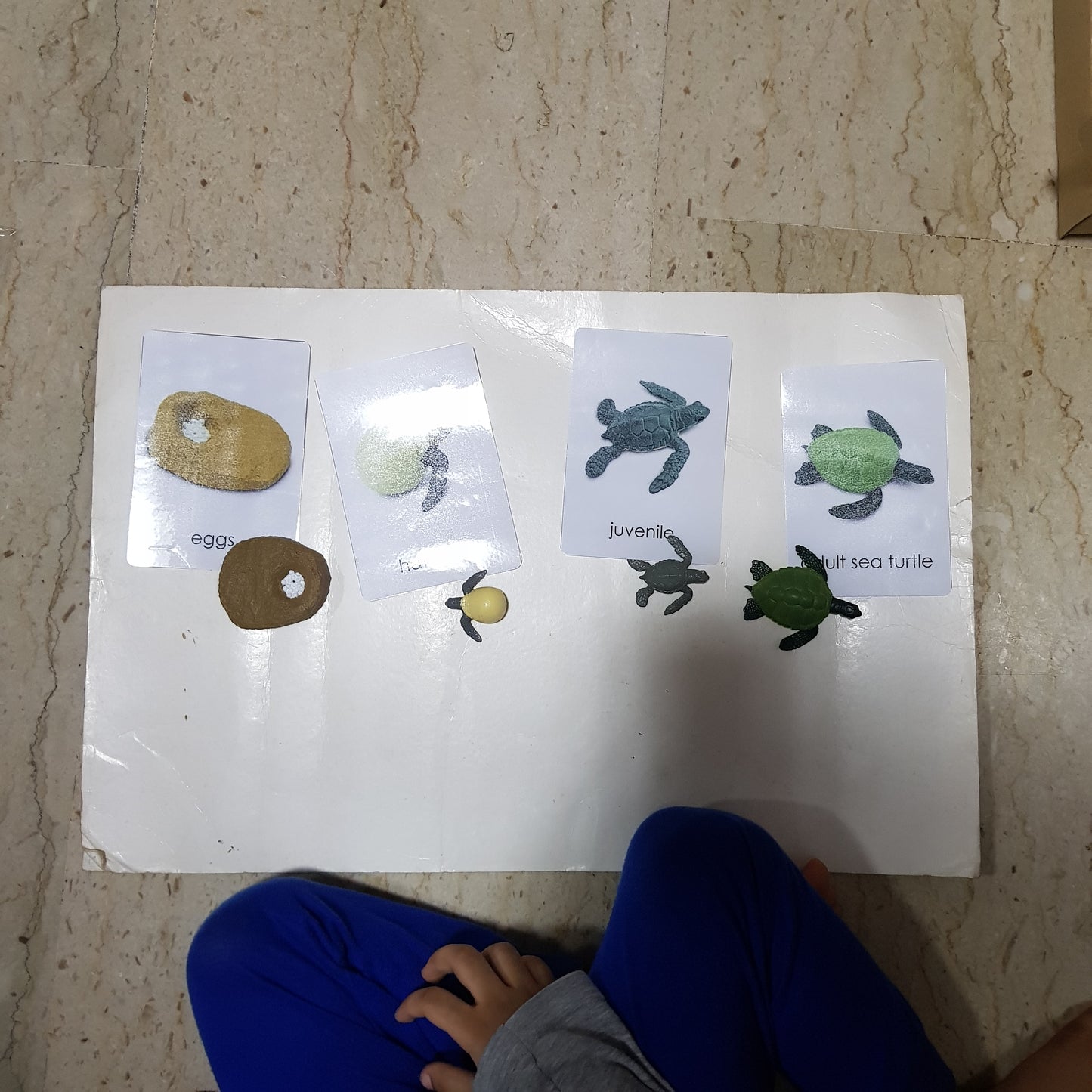 All about TURTLE Package - Life Cycle Models  / Life cycle cards/ /  Knobbed puzzle / 3 part Nomenclature cards