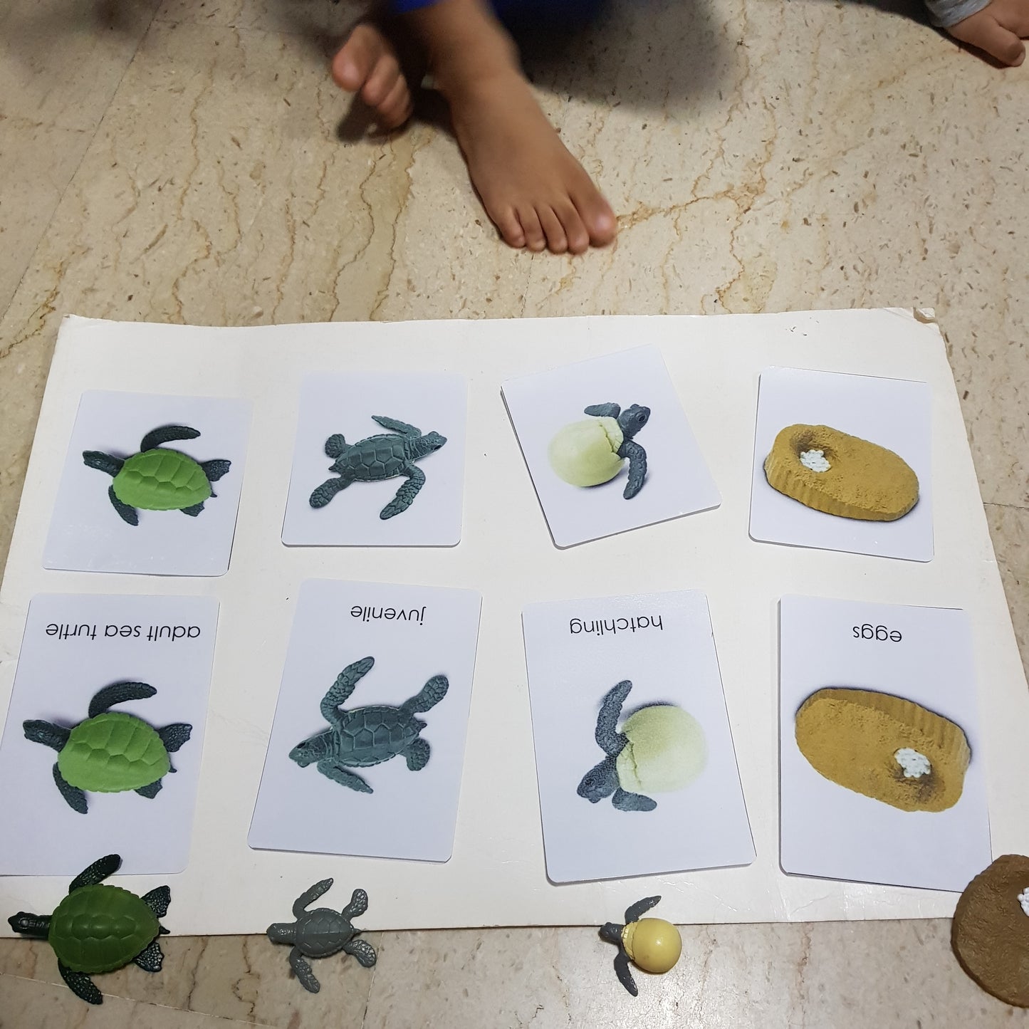 All about TURTLE Package - Life Cycle Models  / Life cycle cards/ /  Knobbed puzzle / 3 part Nomenclature cards