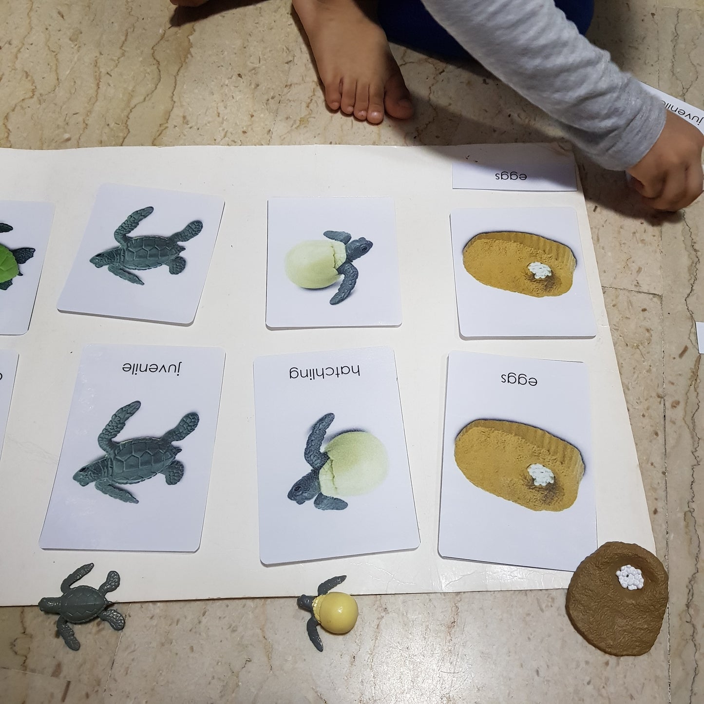 All about TURTLE Package - Life Cycle Models  / Life cycle cards/ /  Knobbed puzzle / 3 part Nomenclature cards