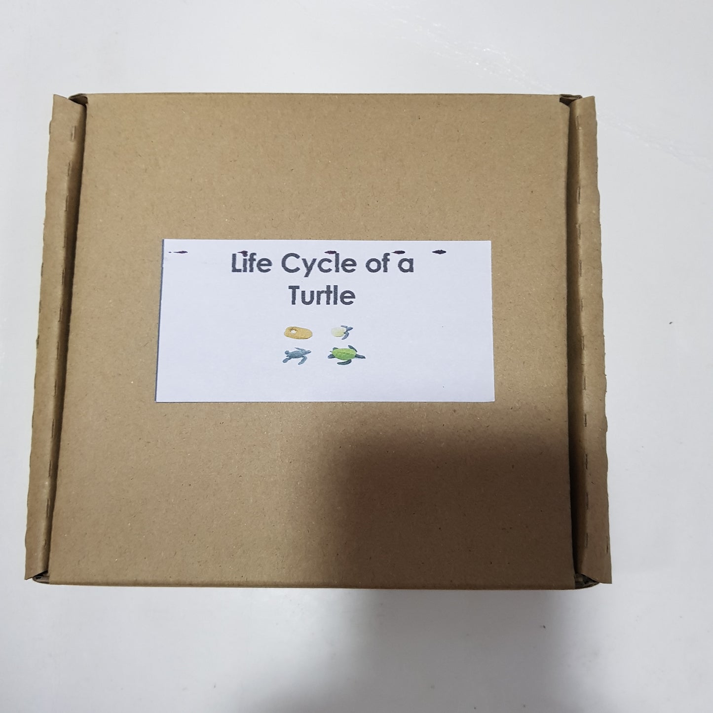 All about TURTLE Package - Life Cycle Models  / Life cycle cards/ /  Knobbed puzzle / 3 part Nomenclature cards