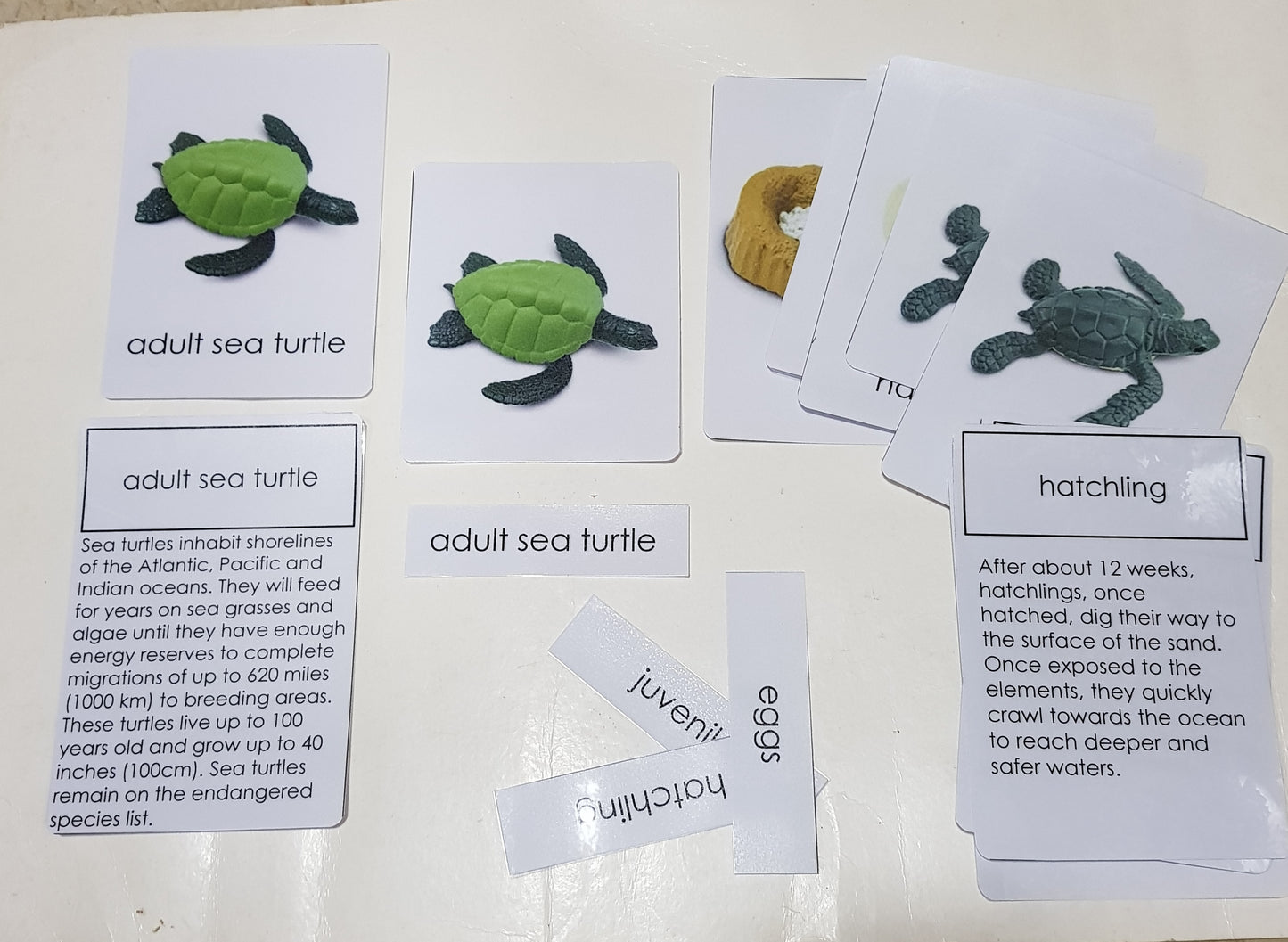 All about TURTLE Package - Life Cycle Models  / Life cycle cards/ /  Knobbed puzzle / 3 part Nomenclature cards