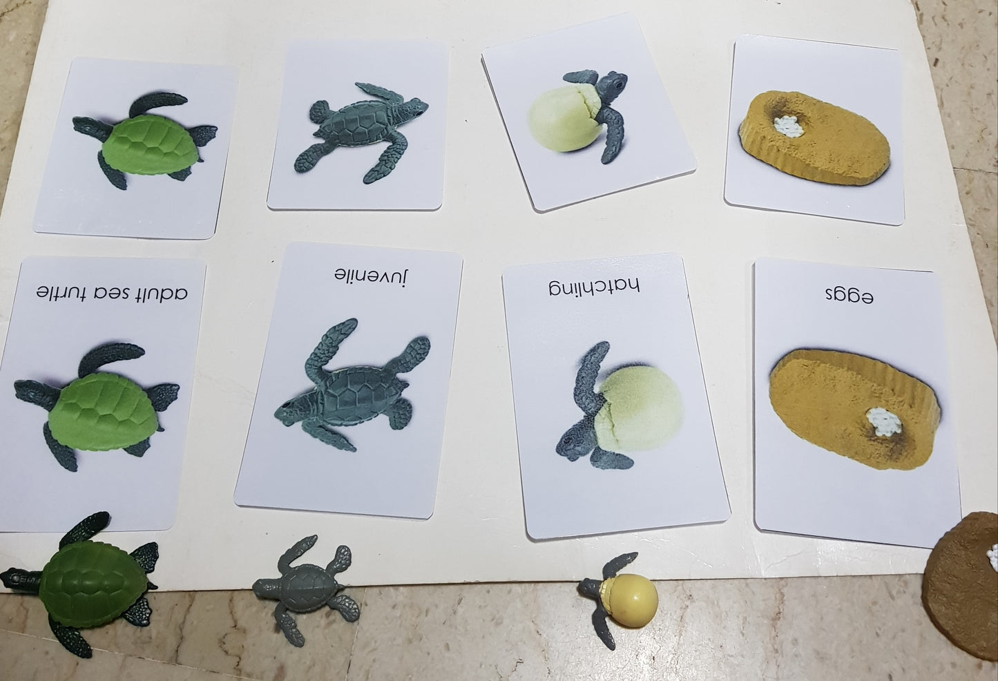 All about TURTLE Package - Life Cycle Models  / Life cycle cards/ /  Knobbed puzzle / 3 part Nomenclature cards