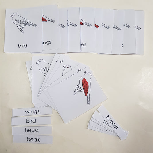 Montessori Nomenclature 3 part cards - Parts of a Bird