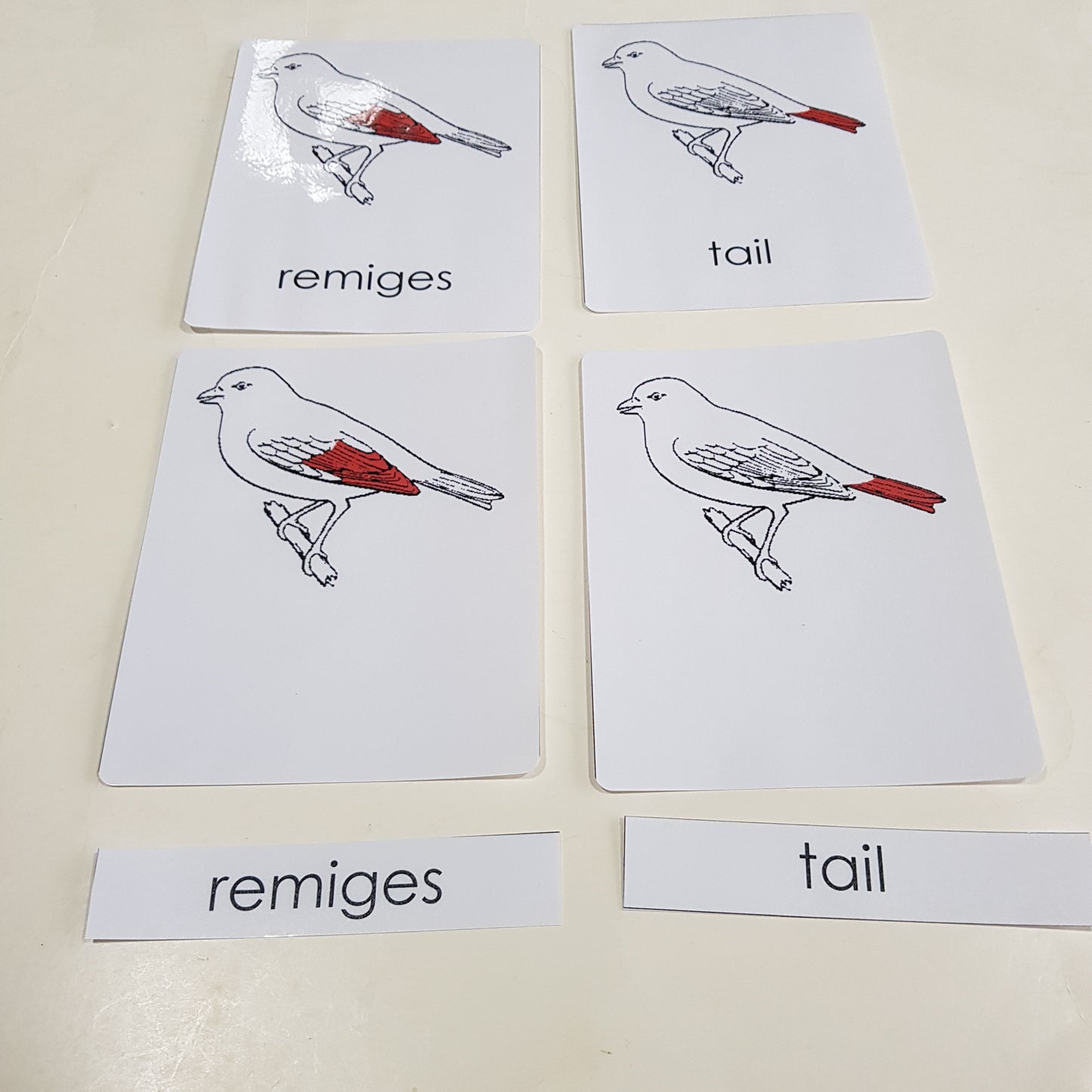 Montessori Nomenclature 3 part cards - Parts of a Bird