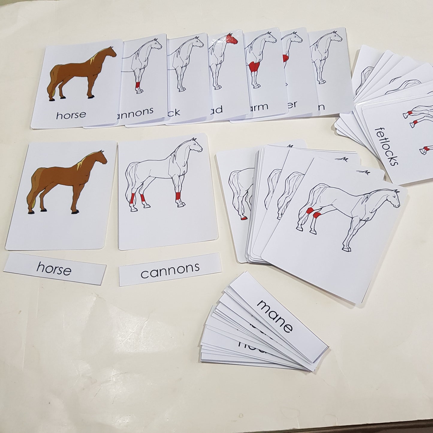 Montessori Nomenclature 3 part cards - Parts of a Horse