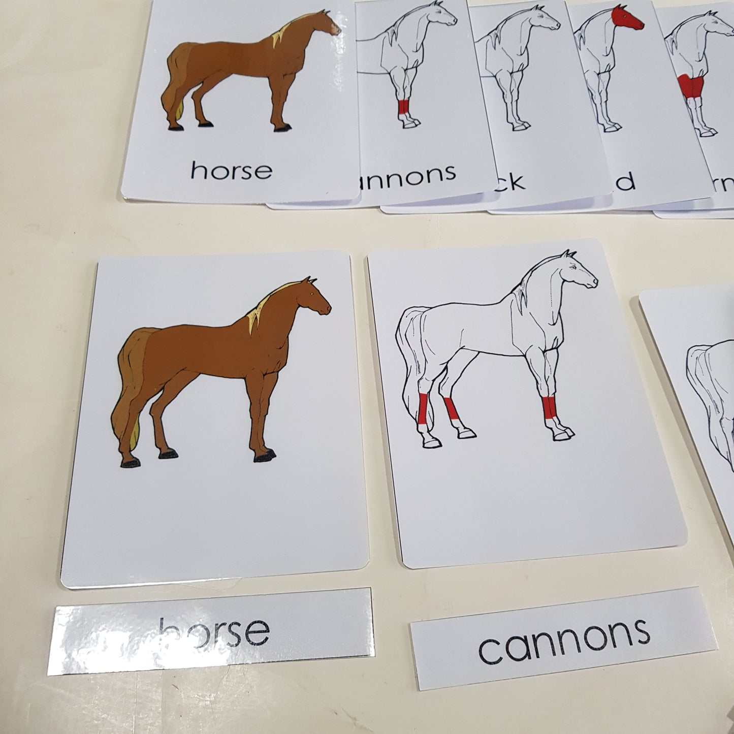 Montessori Nomenclature 3 part cards - Parts of a Horse